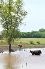 Cows in Flood