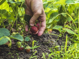 Wall Mural - close up hand picking a strawberry growing in the garden