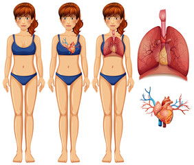 Poster - Human Anatomy of Lung and Heart