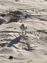 Sandpiper On Beach