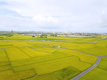 Aerial View Of The Green And Yellow Rice Field, Grew In Different Pattern, Soon To Be Harvested. YiLan, Taiwan