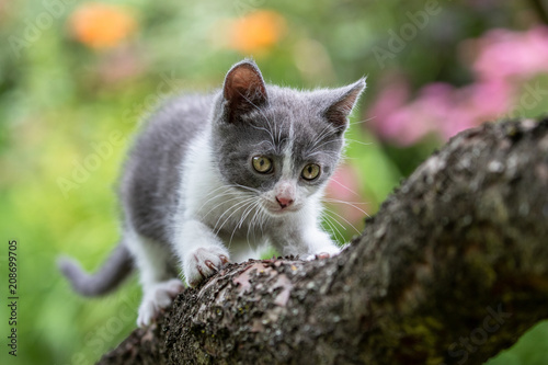 Bebe Chat Qui Grimpe Dans Un Arbre Buy This Stock Photo And Explore Similar Images At Adobe Stock Adobe Stock Bebe Chat Qui Grimpe Dans Un Arbre Buy This Stock Photo And Explore Similar Images At Adobe Stock Adobe Stock