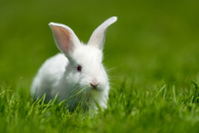 Baby White Rabbit In Grass