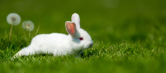 Wall Mural - Baby white rabbit in grass
