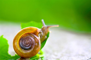 Snail on leaves in Garden,Slow life concept from natural.