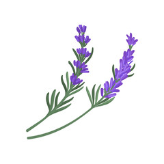 Wall Mural - Flat vector icon of two small sprigs of green rosemary with narrow leaves and purple flowers. Culinary herb. Aromatic seasoning for dishes