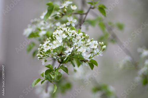 Mahaleb Cherry Tree Flowering Deciduous Tree With Group Of Small White Flowers And Green Leaves On Branches Stock Photo Adobe Stock