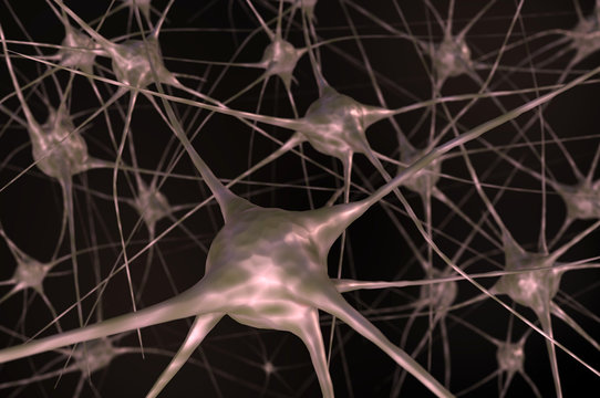 Nerve cells in brain