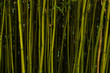 Fresh bamboo background