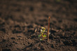 Closeup shot of a young grape seedling in a spring ground