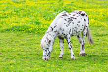 Black Spotted White Horse Grazing In Blooming Meadow