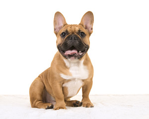 Wall Mural - Brown french bulldog sitting on a white fur blanket looking at camera with mouth open smiling on a white background seen from the side