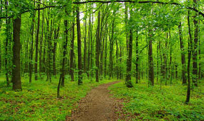 Naklejka na meble Forest trees in spring