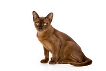 Brown Burmese Cat. On A White Background.