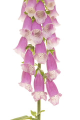 Wall Mural - Close up of a pink blooming foxglove flower isolated on a white background