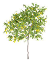 Wall Mural - lemon tree with lemons isolated on white background