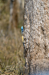 Colorful lizard on tree at Kruger National Park, South Africa