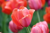 Fototapeta Tulipany - Тюльпаны
