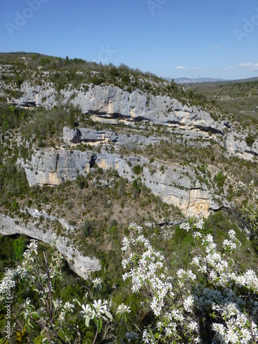 Fotomural View across the Gorges de la Nesque, Provence with a flowering amalanchier bush