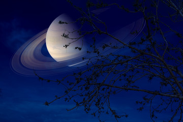 Wall Mural - Saturn near earth on night sky back silhouette dry tree