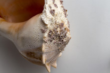 Dry Gigantic Sea Shell. Soft Surface Inside, Rough And Textured On The Outside.