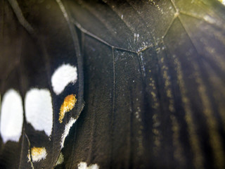 butterfly wings at higher magnification