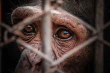 Portrait Of Sad Imprisoned Chimp Behind Metal Bar