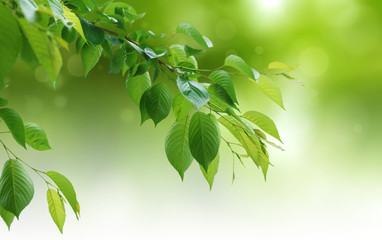 green natural background,greenery background