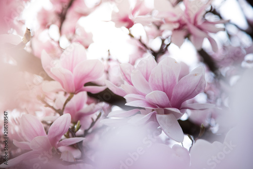 Fototapety Magnolie  rozowe-kwiaty-magnolii-na-wiosne-swiatlo-sloneczne