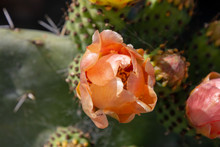 A Reddish Pink Flower Of A Prickly Pear Castus Is Just Opening. It Is A Close Up Of The Flower On Top Of A Ear Of Cactus. 