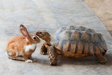 Rabbit And Turtle..