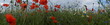 Pole ,pole w kwiatach ,pole usłane makami chabrami i rumiankiem ,panorama pola