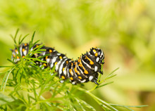 Fourth Instar Black Swallowtail Butterfly Caterpillar Eating Dog Fennel In Spring