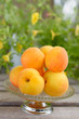 Frische Aprikosen auf einer Schale stehen auf einem Tisch im Garten