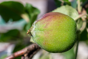 Wall Mural - unripe green apples closeup on a white background with reflection