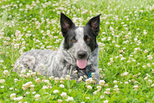 Black And White Texas Heeler Dog Lying In A Sunny Patch Of Clover, Looking At The Viewer