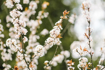 Wall Mural - Spring color background. Beautiful nature scene with a flowering tree. Sunny day. Spring flowers. Beautiful garden. Abstract blurred background