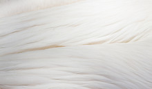 Abstract Background Of Pelican Feathers