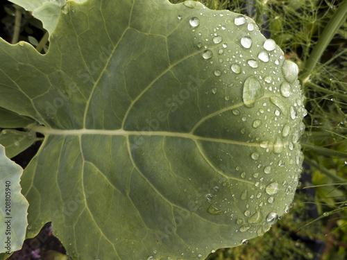 Regentropfen Auf Blatter Auch Regenwetter Hat Seine Schone Seite Buy This Stock Photo And Explore Similar Images At Adobe Stock Adobe Stock
