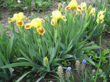 Colorful irises in the garden, perennial garden. Gardening. Bearded iris Group of yellow irises in the Ukrainian Garden.