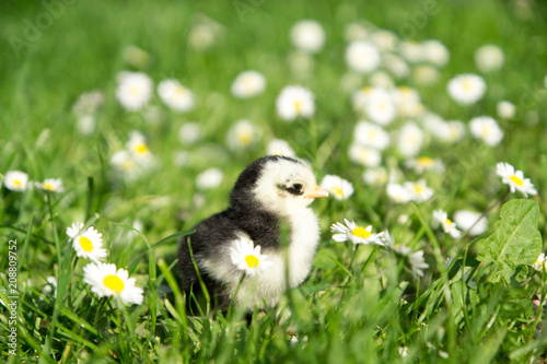 Fotografia Wiese mit Gänseblümchen und Zwerg Cochin Küken