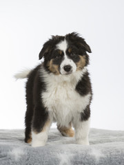  Australian shepherd dog puppy in a studio with white background. 11 weeks old puppy isolated on white.