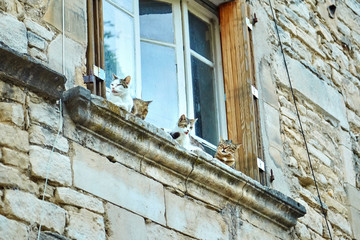 four colorful cats sitting on a stone ledge