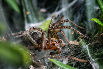 Wall Mural - labyrinth spider - agelena labyrinthica - a funnel-web spider - macro - closeup