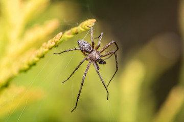 Wall Mural - labyrinth spider - agelena labyrinthica - a funnel-web spider - macro - closeup