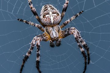 the garden cross spider sitting on web - front side - portrait - araneus diadematus - closeup - macr