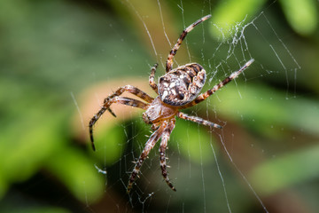 Wall Mural - the garden cross spider sitting on web - araneus diadematus - closeup - macro