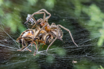 Wall Mural - labyrinth spider eating bee - agelena labyrinthica - a funnel-web spider - macro - closeup