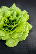 Green Aquino Salad On The Garden, Leaf Salad As An Agricultural Crop