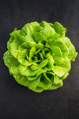 Wall Mural - green plant lettuce